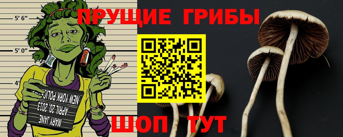 Псилоцибиновые грибы GOLDEN TEACHER  Галлюциногенные грибы Psilocybine cubensis  Губаха  Вход с VPN 